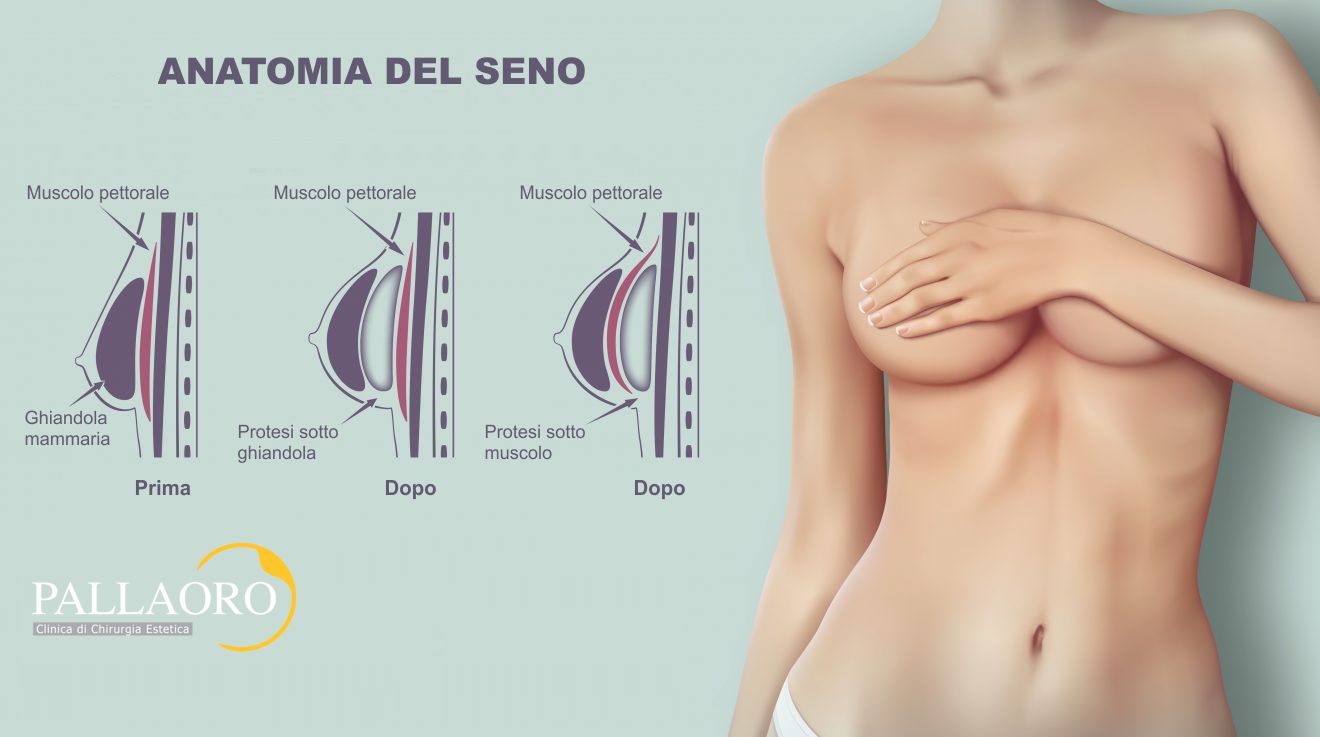 anatomia del seno mastoplastica additiva